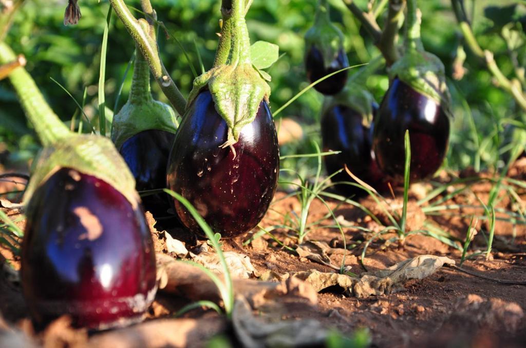 Agriturismo Terra Rossa Otranto Exteriér fotografie