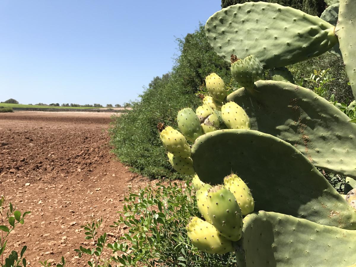 Agriturismo Terra Rossa Otranto Exteriér fotografie